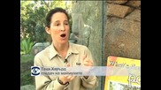 Бебе орангатун направи дебют пред публика в зоопарка на Сан Диего