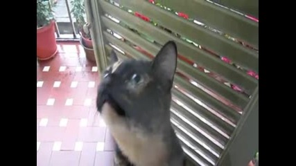 Забавна котка