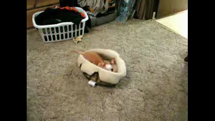 Crazy Chihuahua