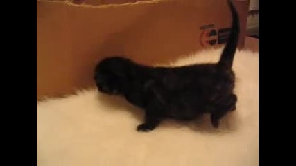 Котета правят своите първи стъпки