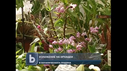 Изложение на орхидеи в Ботаническата градина