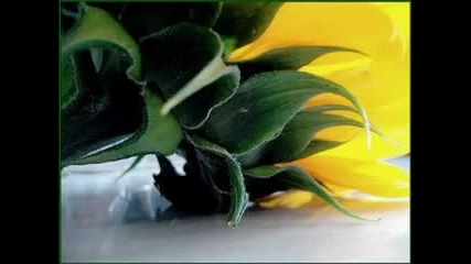 Торнеро / Ще се върна /– Санто Калифорниа ( превод )