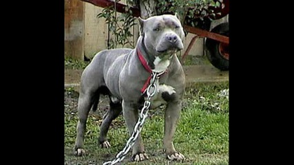 Pitbull aytos.wmv