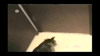 Mn Smqx Xaxa.flv