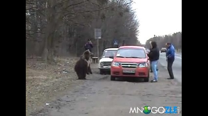 Руска мечка на магистралата