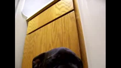 Куче родено за модните подиуми