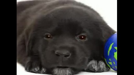 Interesna sluchka s Dogi