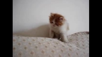 Смях с малка котка върху диван 