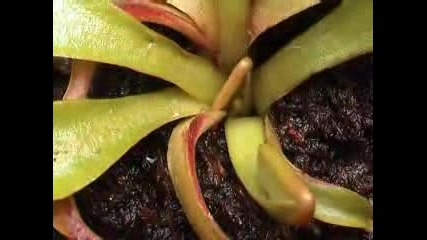 Growth Of A Venus Fly Trap