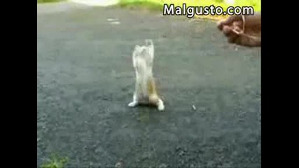 Stupid Cat