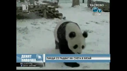 Пандите се радват на снега в Китай