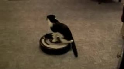 Коте Шофьор - Смях