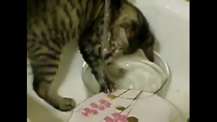 Коте мие съдове.