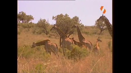 Енциклопедия на животните - Жираф 