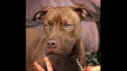 pitbulli 