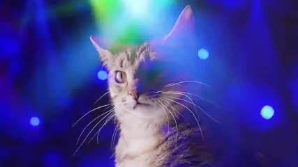 Луд котешки Микс [ashworth Meow Mix]