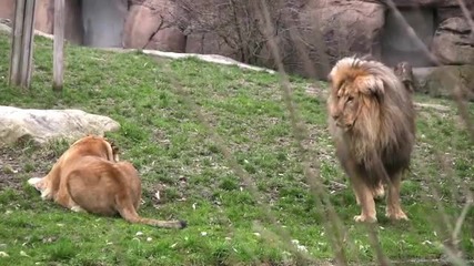 Играта на лъвовете 