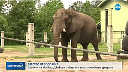 БЯГСТВО ОТ ЗООПАРКА: Слонът на Майкъл Джексън избяга