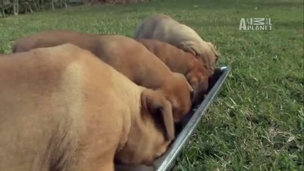 Dogs 101 - Bullmastiff