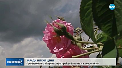 ЗАРАДИ НИСКИ ЦЕНИ: Проверяват за картел при прекупвачите на розов цвят