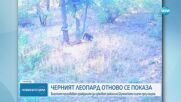 Получен е сигнал, че черният леопард е забелязан и във Варненско