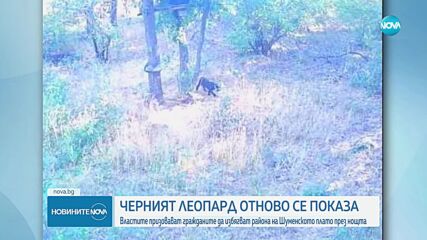 Получен е сигнал, че черният леопард е забелязан и във Варненско
