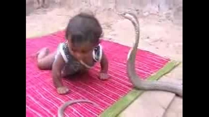 Ужас! Малко дете си играе със змия! 