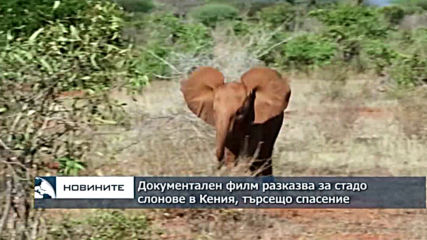 Документален филм разказва за стадо слонове, което търси спасение в Кения