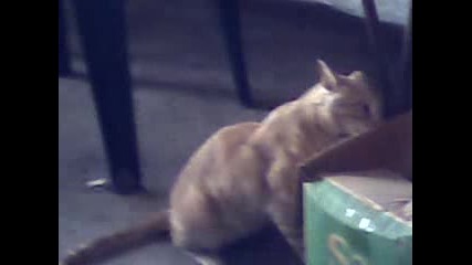 Луда котка