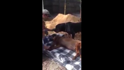 Тъжно! куче скърби за своя приятел куче