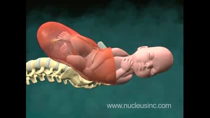 Как Се Ражда Бебето 3D