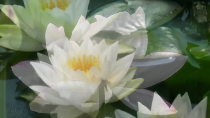 Ernesto Cortazar - Symphony In White