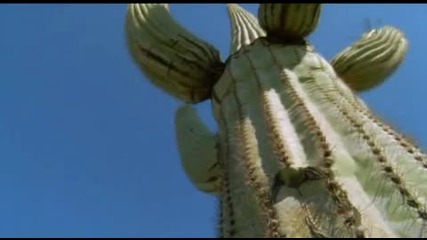 Как кактусите оцеляват без вода 