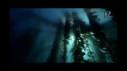 Salvatres- A Surf Релакс