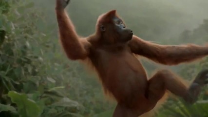 Най-смешния Орангутан