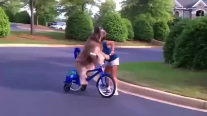 Куче кара колело