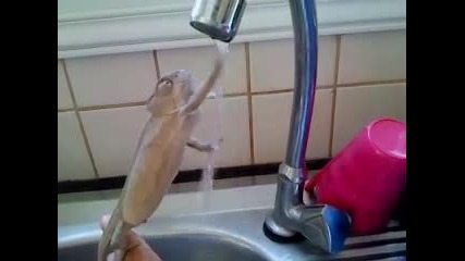 Хамелеон си мие ръцете като баровец!
