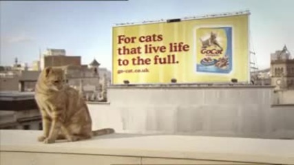 Bobo the free - running cat 