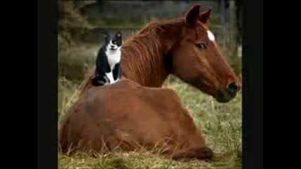 From Dusk Till Dawn Pussy Lovers Funny