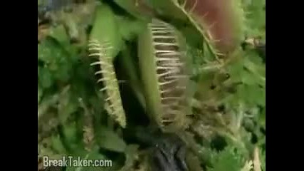 Растение си хапва жаба