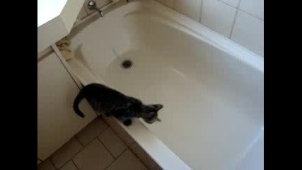 Коте и вода