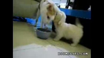 Puppy Vs Cat