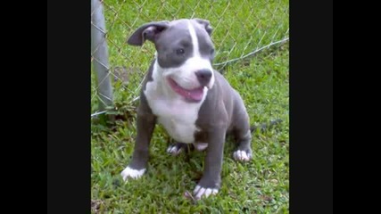 Pit Bull Fight