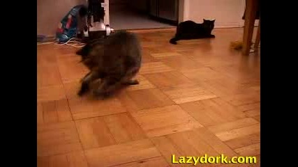 Котешки Бой