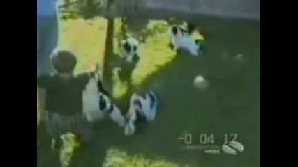 Funny dogs 