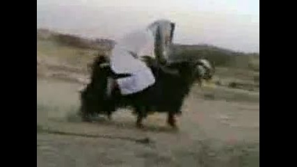 Арабин Кара Козомотор 