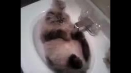 котка