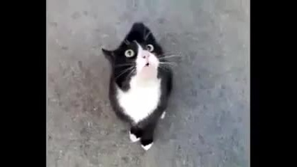 Смешно нервна котка говори на котешки