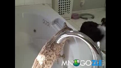 Котешки бокс