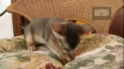 Cats 101 - Abyssinian 